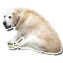 Sticker tolstaya_sobaka - 0