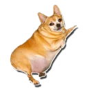 Sticker tolstaya_sobaka - 7