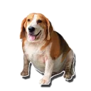 Sticker tolstaya_sobaka - 11