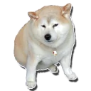 Sticker tolstaya_sobaka - 4