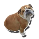 Sticker tolstaya_sobaka - 5