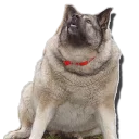 Sticker tolstaya_sobaka - 6