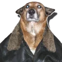 Sticker tolstaya_sobaka - 3