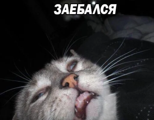 млекопитающее животное кошка