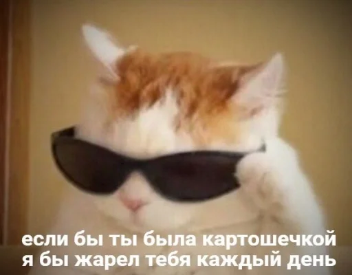 кошка СМС солнечные очки