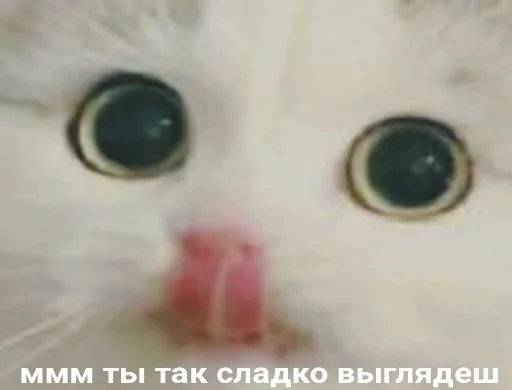 животное млекопитающее кошка