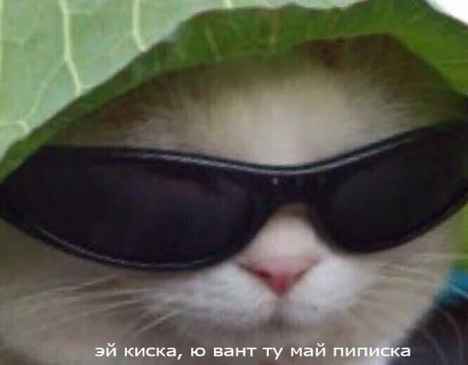 кошка защитные очки Очки