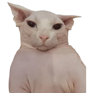 Стикер Жаду (@crabovysticks) - 2