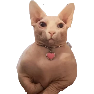 Стикер Жаду (@crabovysticks) - 5