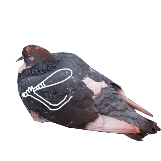 животное птица голубь