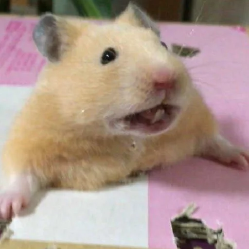 animal mammal hamster