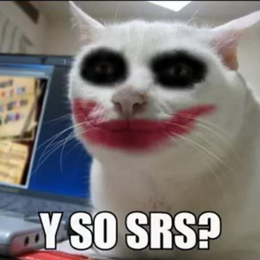 small to medium-sized cats domestic cat text