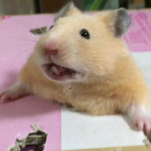 animal mammal hamster