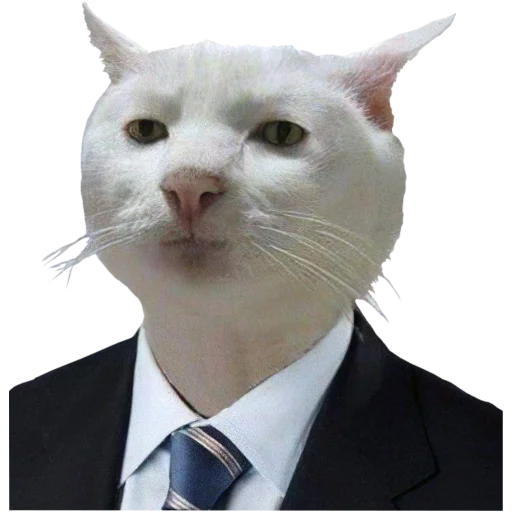 collar small to medium-sized cats mammal