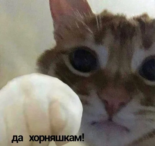 Стикер торчки рулят :: @fStikBot - 0