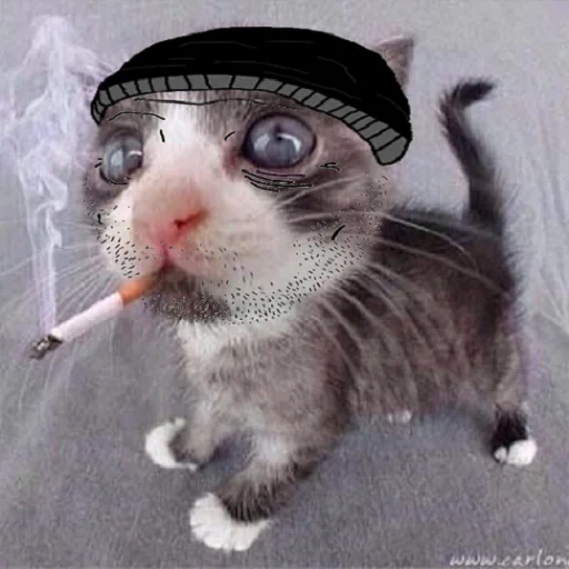 млекопитающее животное кошки малого и среднего размера