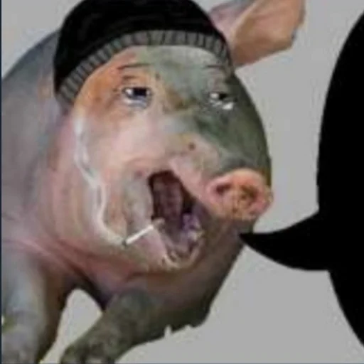 животное млекопитающее свинья