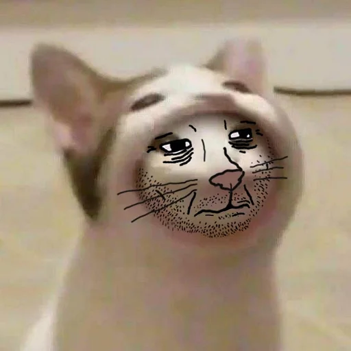 животное мультфильм кошка