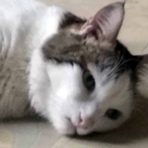 Стикер Тостер или жизнь - 3