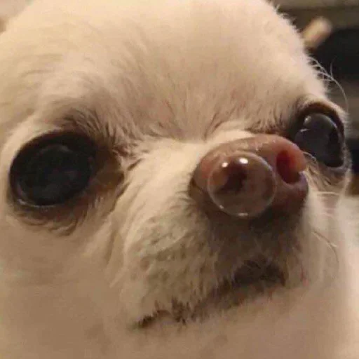 Стикер Тостер или жизнь - 2