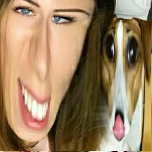 dog breed pet animal