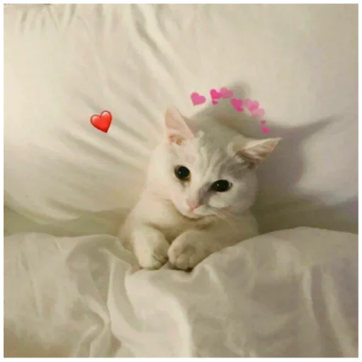 кошки малого и среднего размера домашняя кошка животное