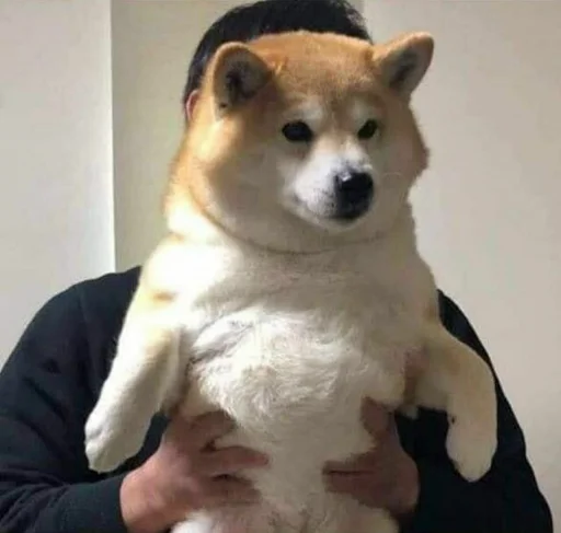 toxic meow by @toksozhuk - животное