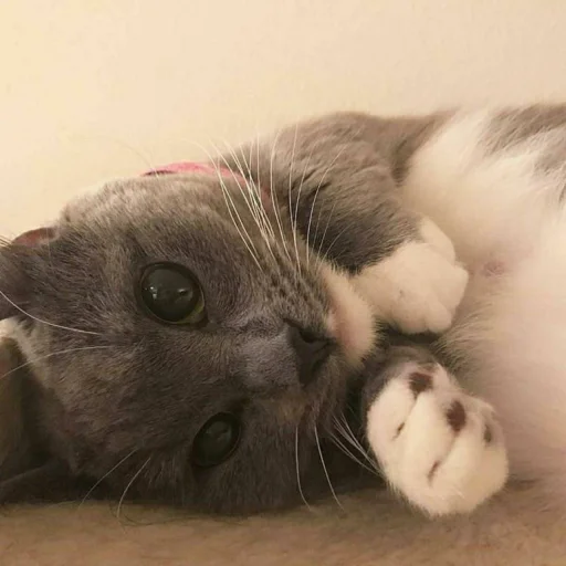 животное млекопитающее кошка