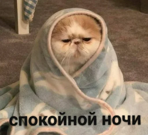 млекопитающее комнатный домашняя кошка