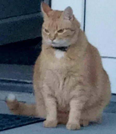 животное млекопитающее кошка