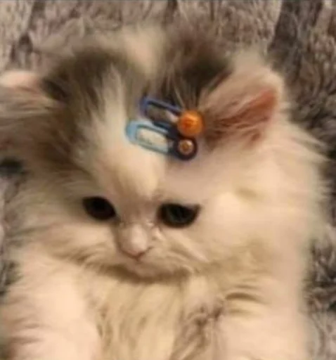 млекопитающее животное кошка