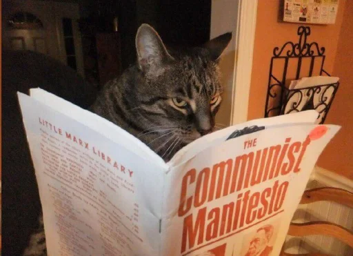 животное книга кошки малого и среднего размера