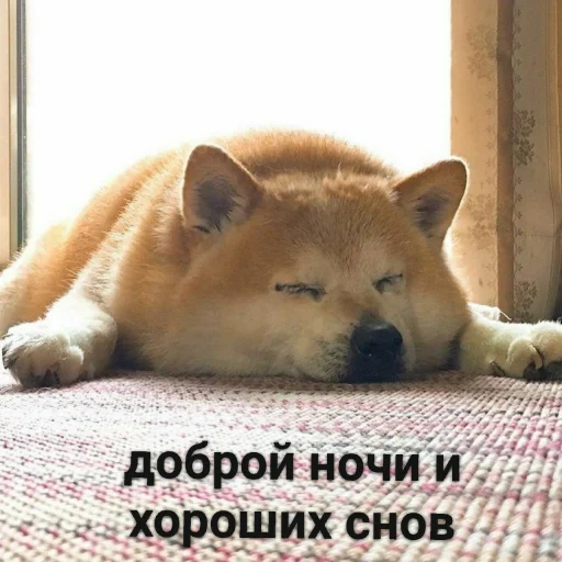 млекопитающее животное домашнее животное