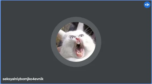 животное млекопитающее кошка