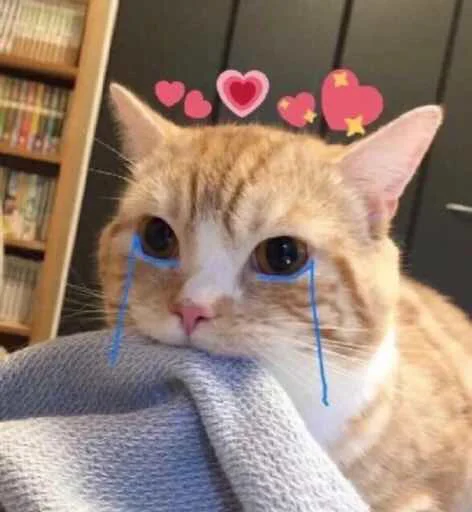 small to medium-sized cats cat indoor