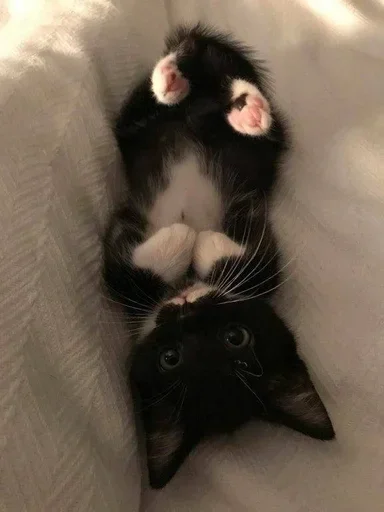 Sticker топ стики :: @fStikBot - 3