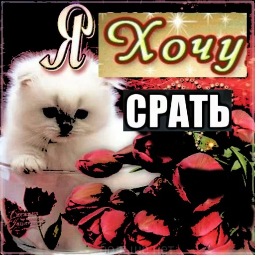 СМС кошки малого и среднего размера домашняя кошка