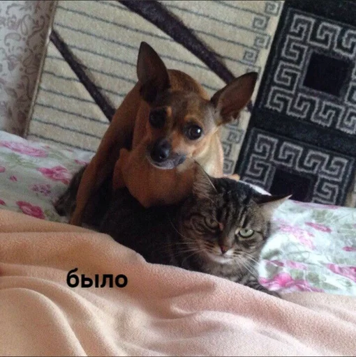 домашнее животное животное млекопитающее