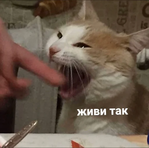 mammal small to medium-sized cats cat