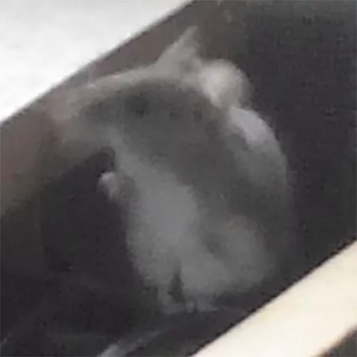 Sticker #даунытрешбокса - telegram edition - 7