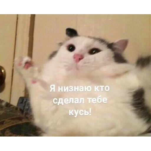 mammal animal small to medium-sized cats