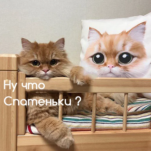 small to medium-sized cats indoor felidae