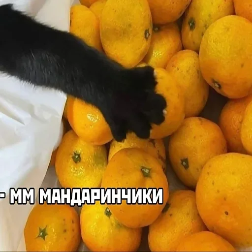 Sticker 🎄Happy new year🎄 @stickers_vk - 7