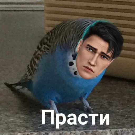 bird animal human face