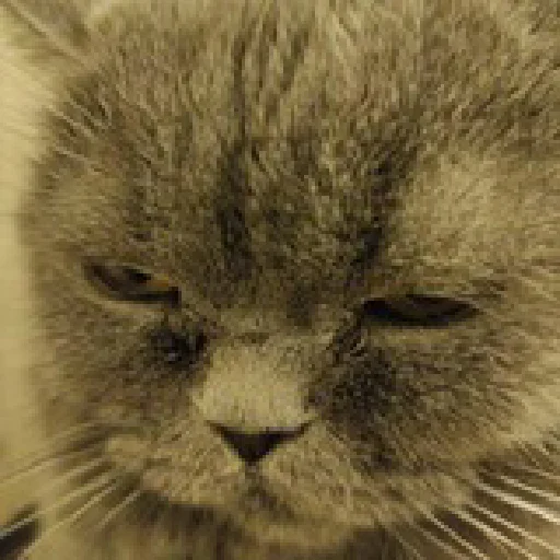 Стикер Важнейшие переговоры🤣 - 5