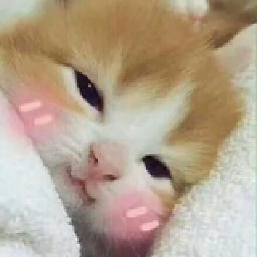 Стикер Важнейшие переговоры🤣 - 3