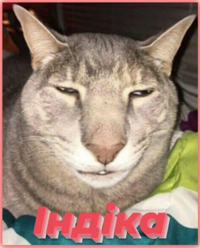 животное млекопитающее кошка