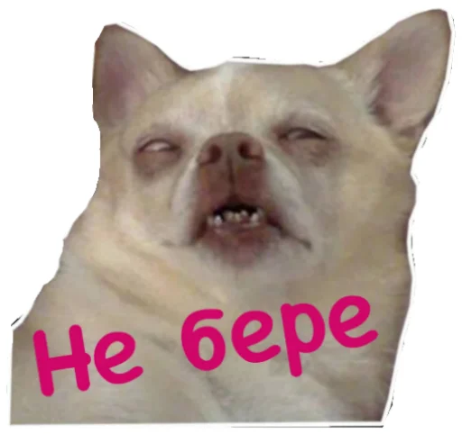 животное млекопитающее домашнее животное