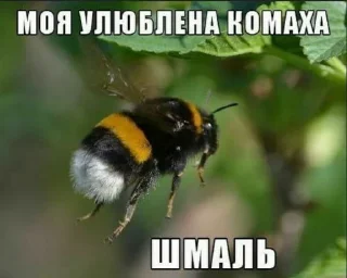 Стикер mpemi cymки 18+ @tretisutki - 7