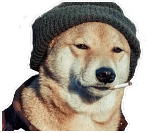 собака животное млекопитающее